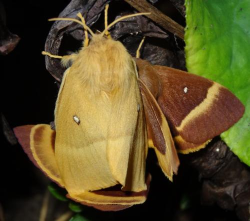 Réf. 188 241 : Lasiocampa quercus